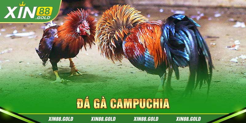 3 hình thức đá gà Campuchia phổ biến nhất